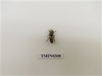 藏品(義大利蜂)的圖片